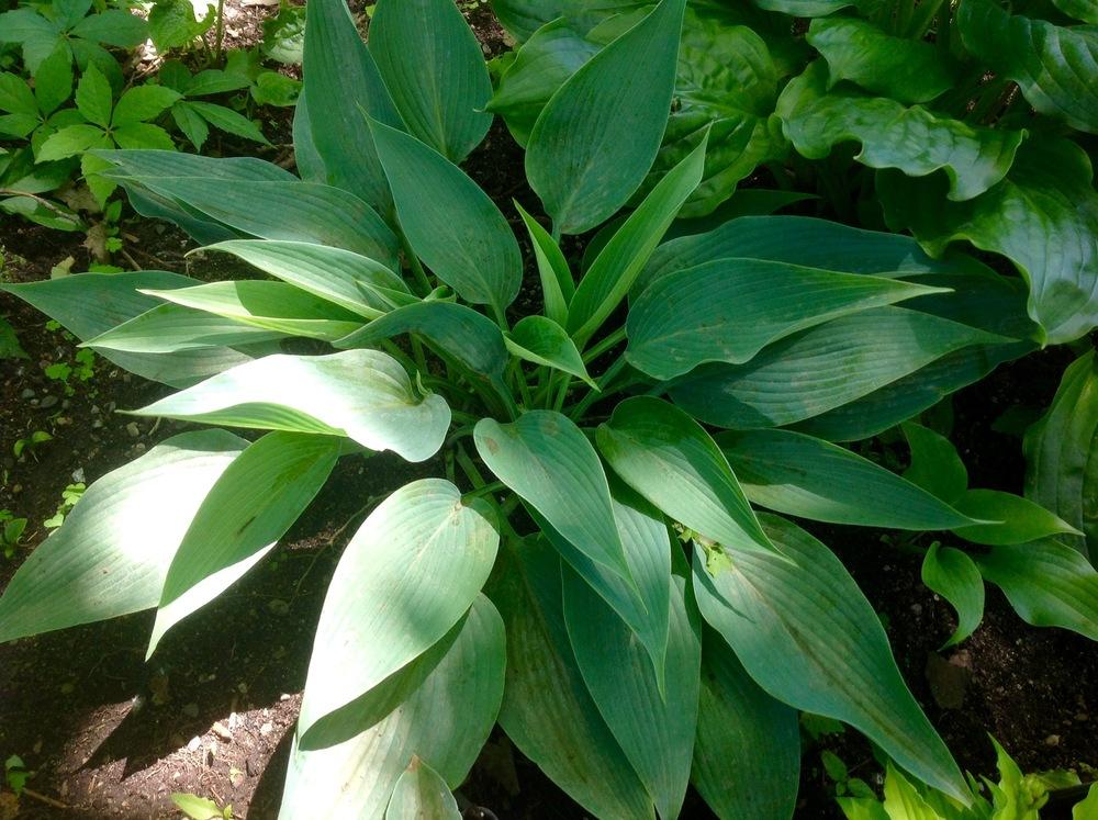 Awakening Angel Hosta Plants online shopping