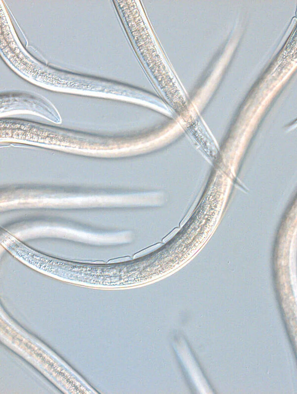Palmanem Beneficial Nematode