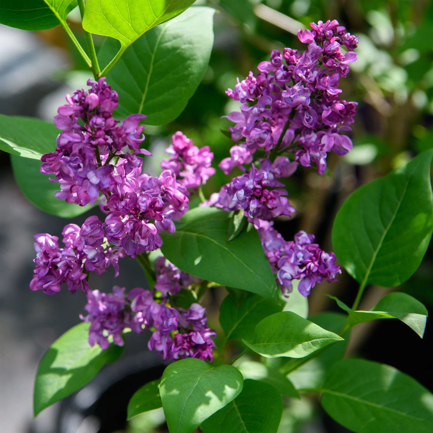 Charles Joly Lilac