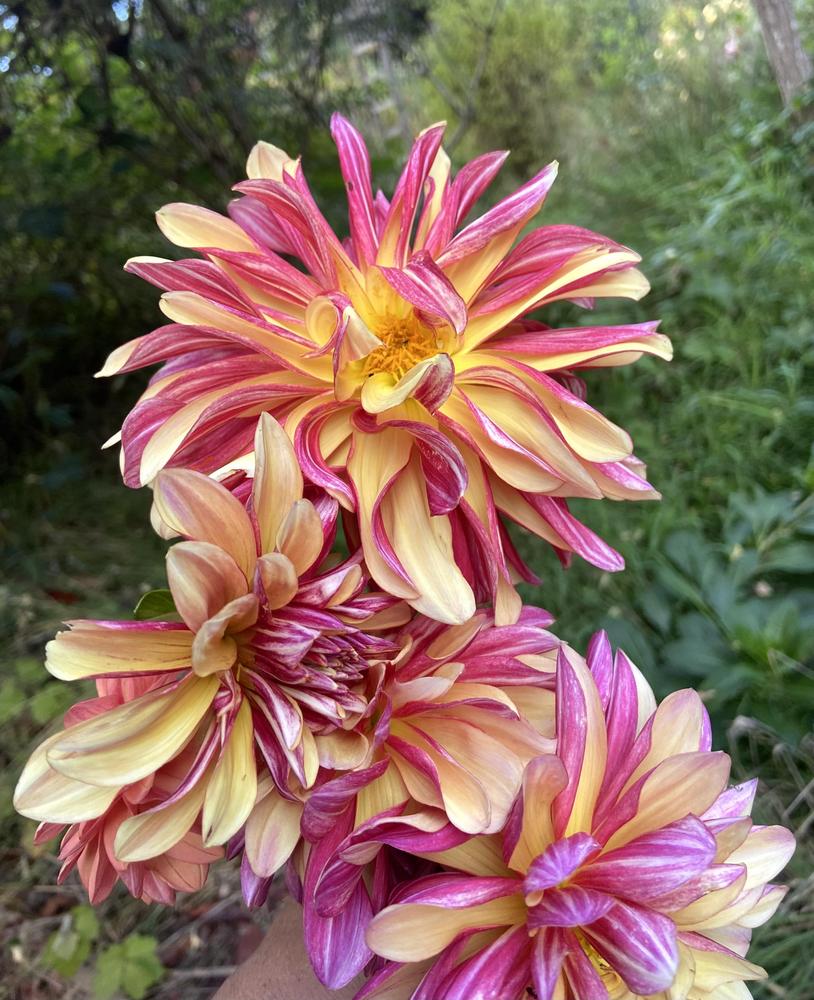 Gitts Crazy Dahlia