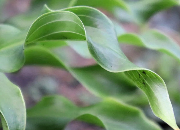 Twists And Turns Hosta Plants online shopping