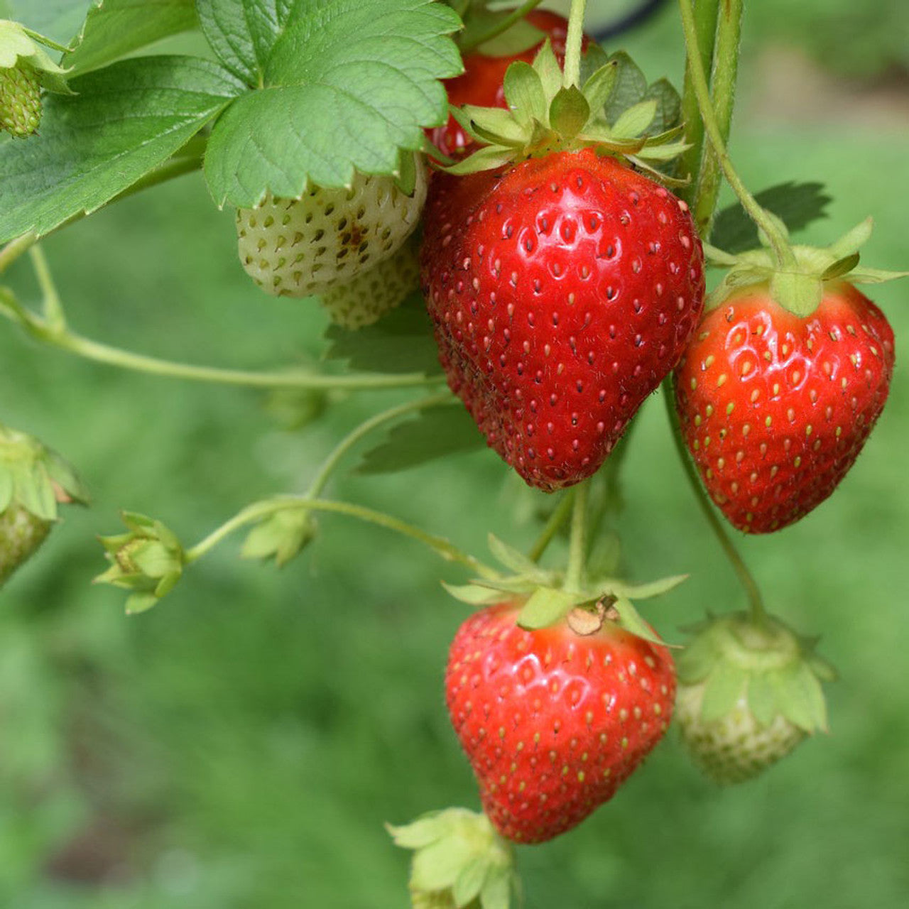 Surecrop Heirloom June Bearing Strawberry