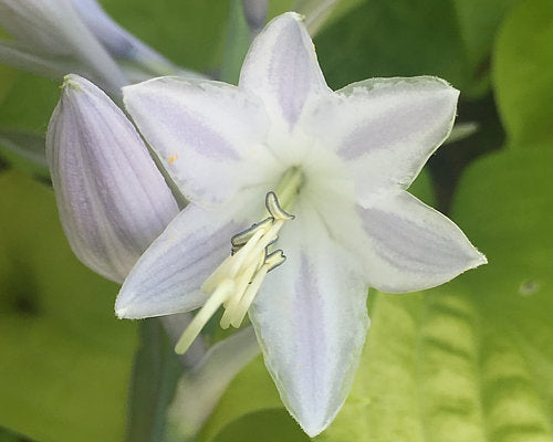 Combined Elegance Hosta Plants online shopping