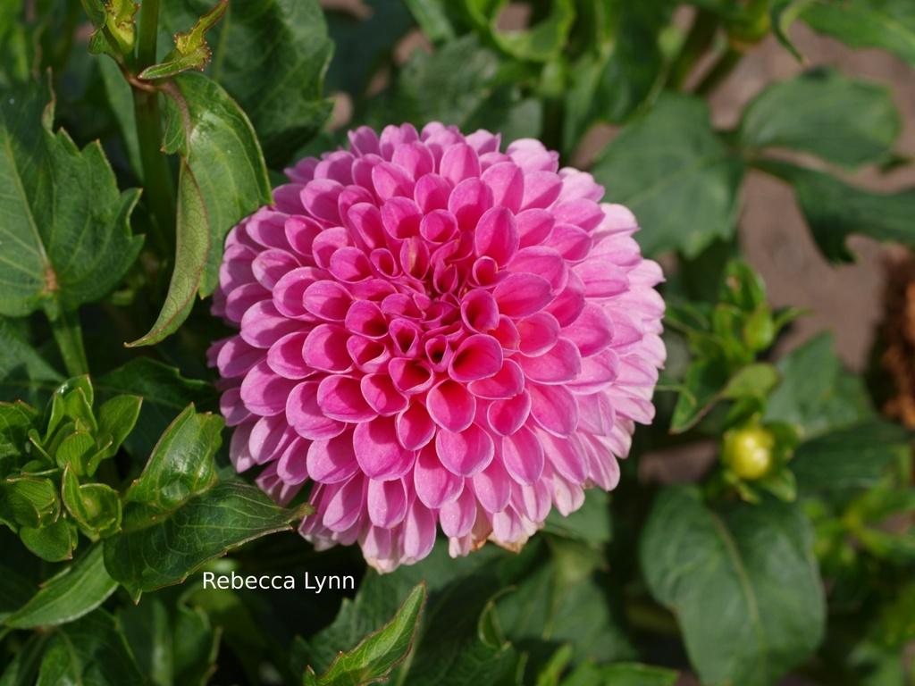 Rebecca Lynn Dahlia