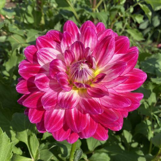 Mamacita Dahlia
