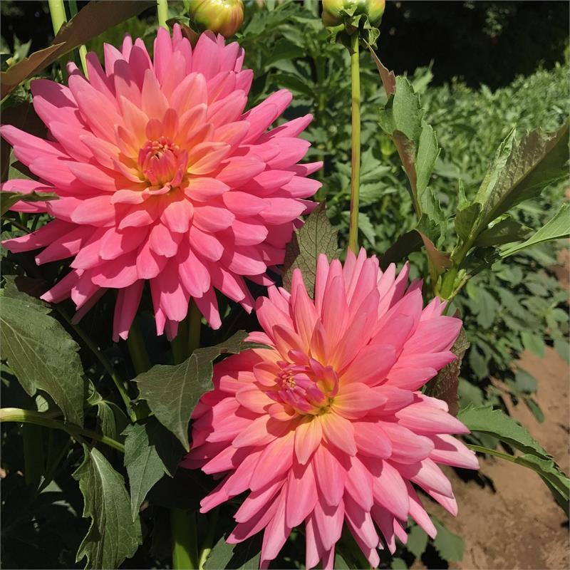 Flamingo Dahlia