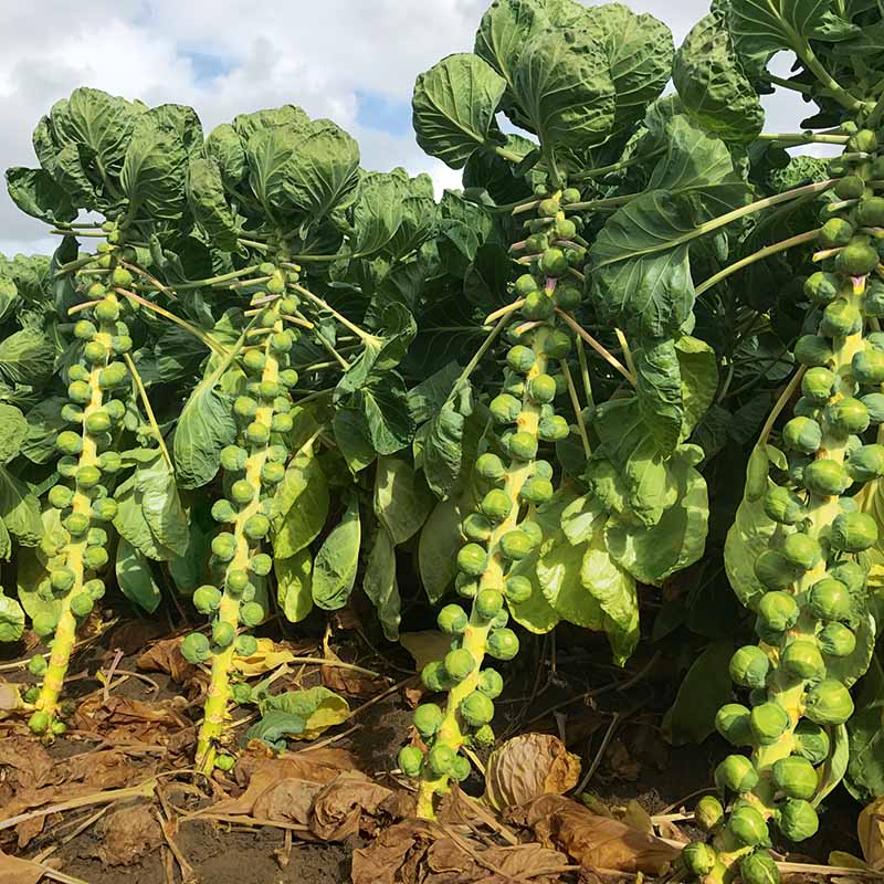 Silvia F1 Brussels Sprout