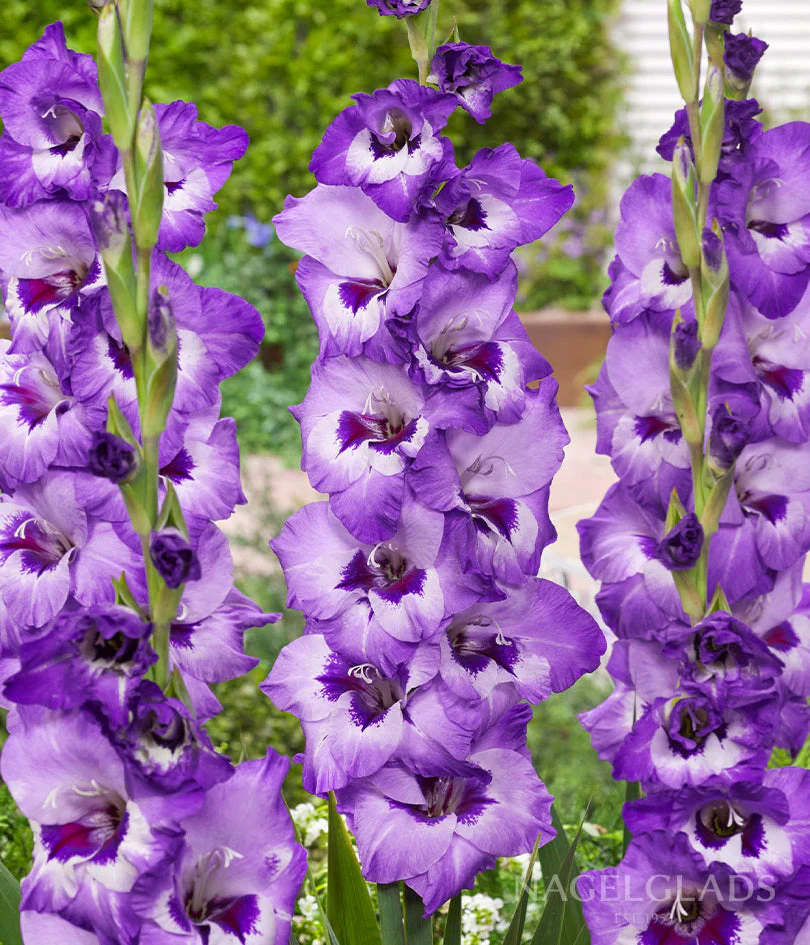 Vista Gladiolus Corms