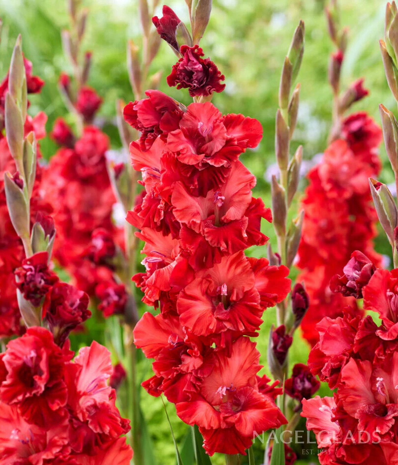 Velvet Raspberry Gladiolus Corms