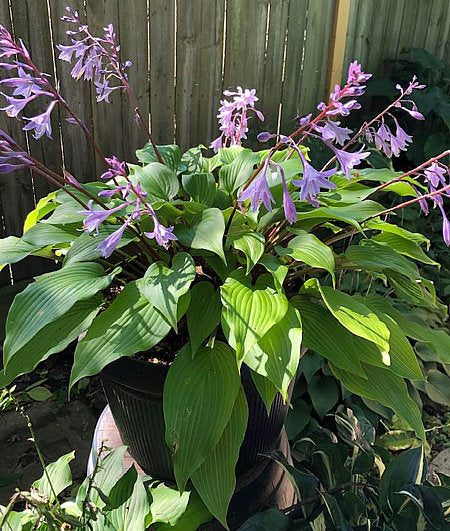 Miss Ruby Hosta Plants online shopping