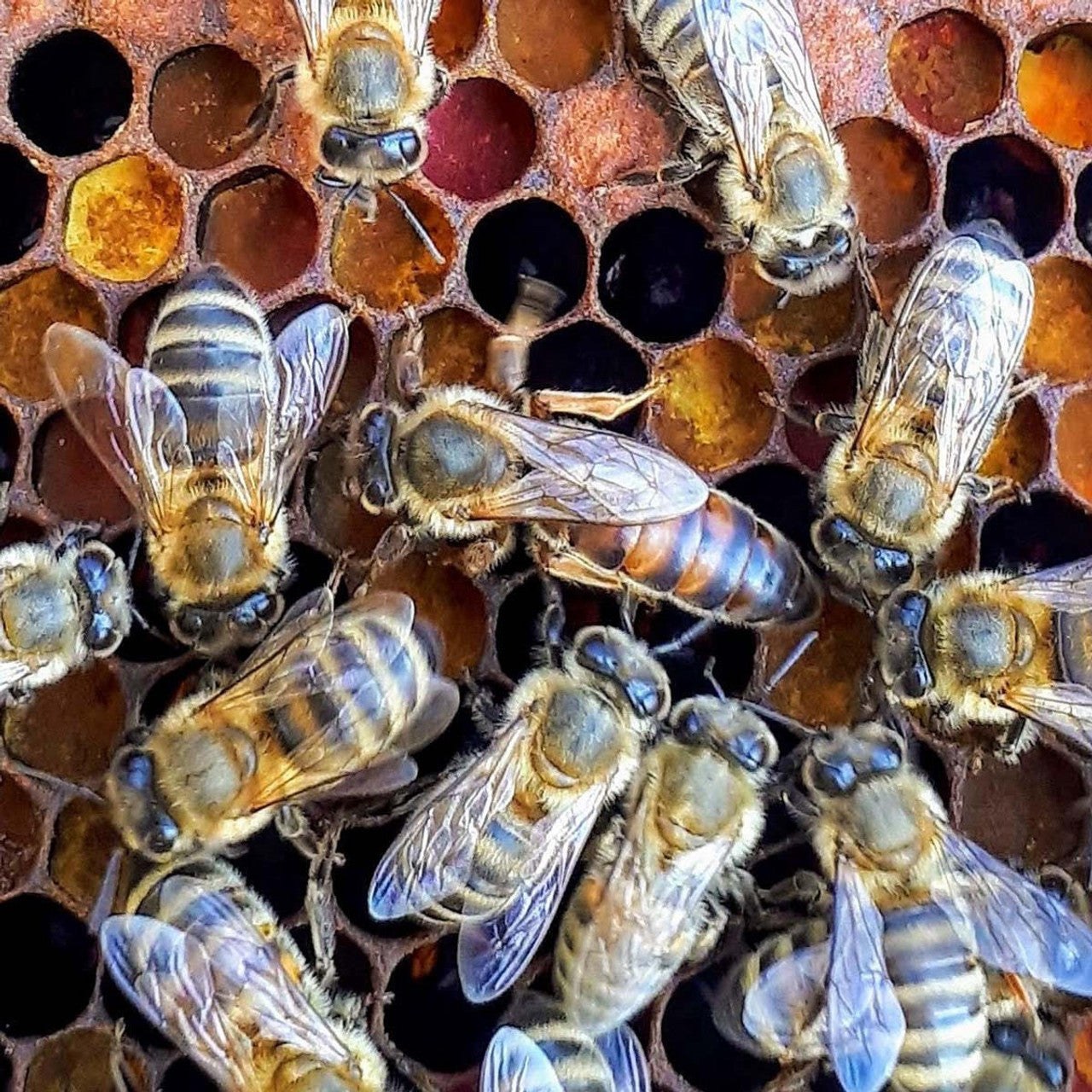 Hawaiian Bred Carniolan Honey Bee Queen – EVERGREEN