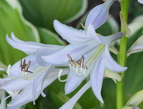 Coastal Treasure Hosta Plants online shopping