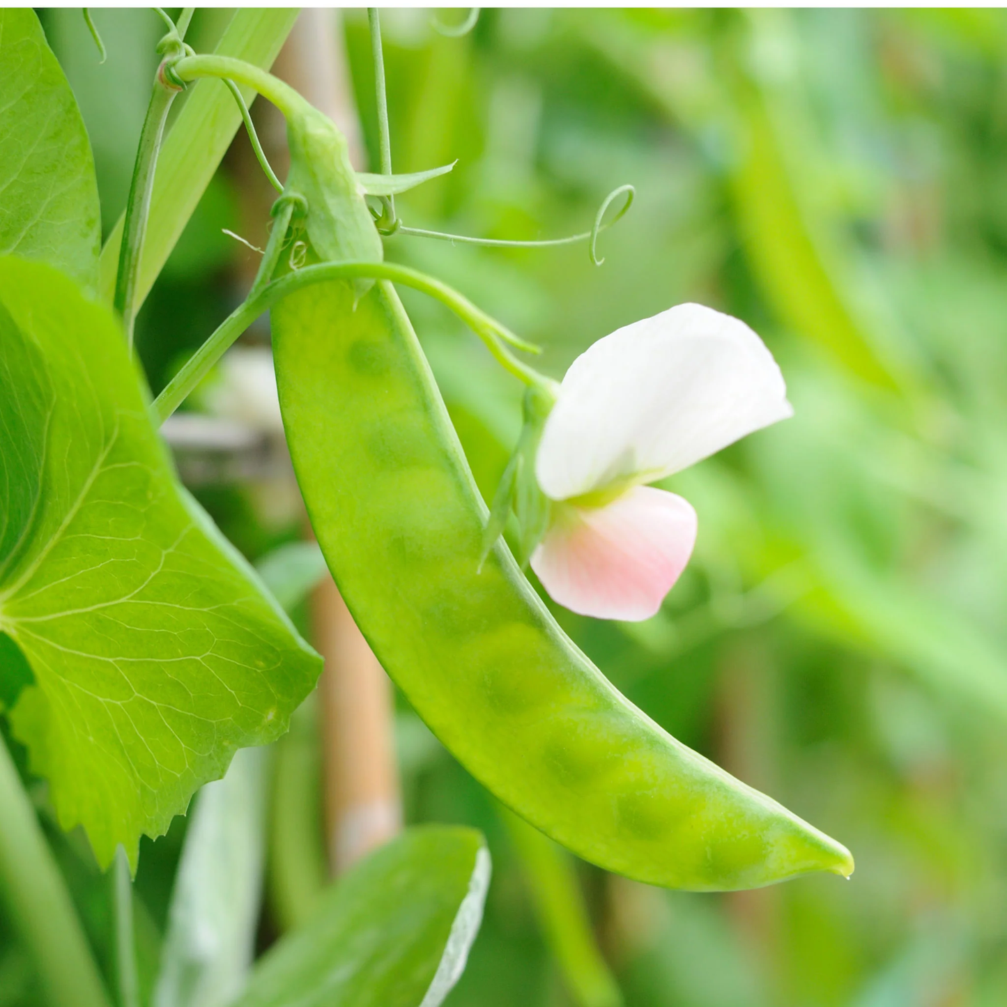Oregon Sugar Pod II Snow Pea