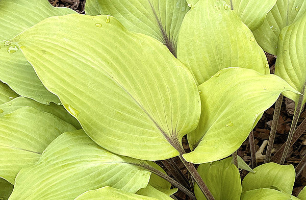 Sunny Day Hosta Plants online shopping