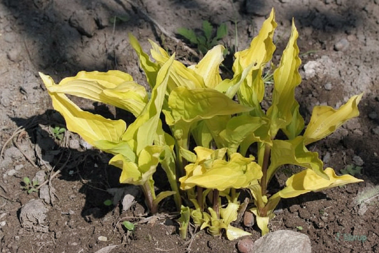 Purple And Gold Hosta Plants online shopping