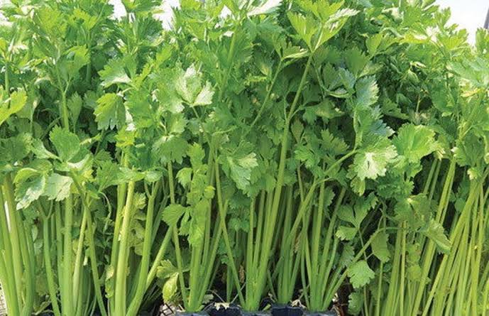 Chinese Yellow Stem Celery