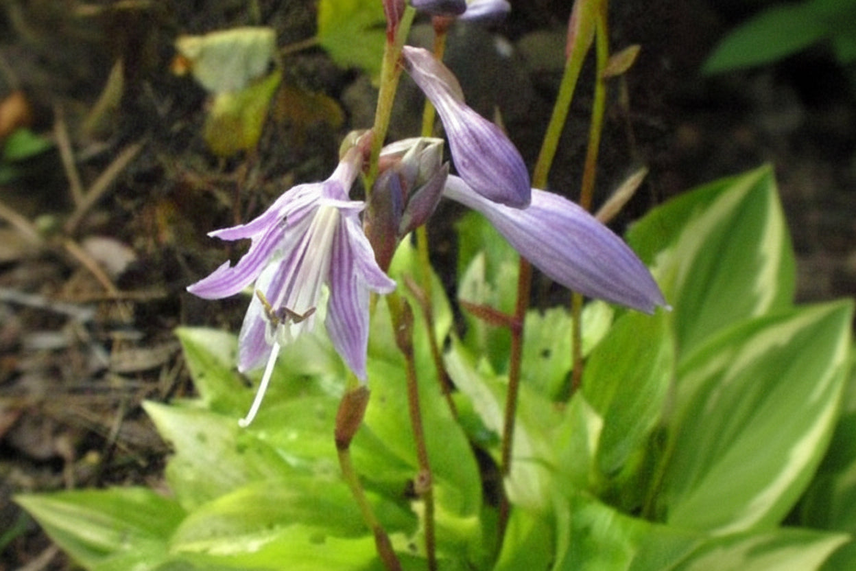Sunlight Child Hosta