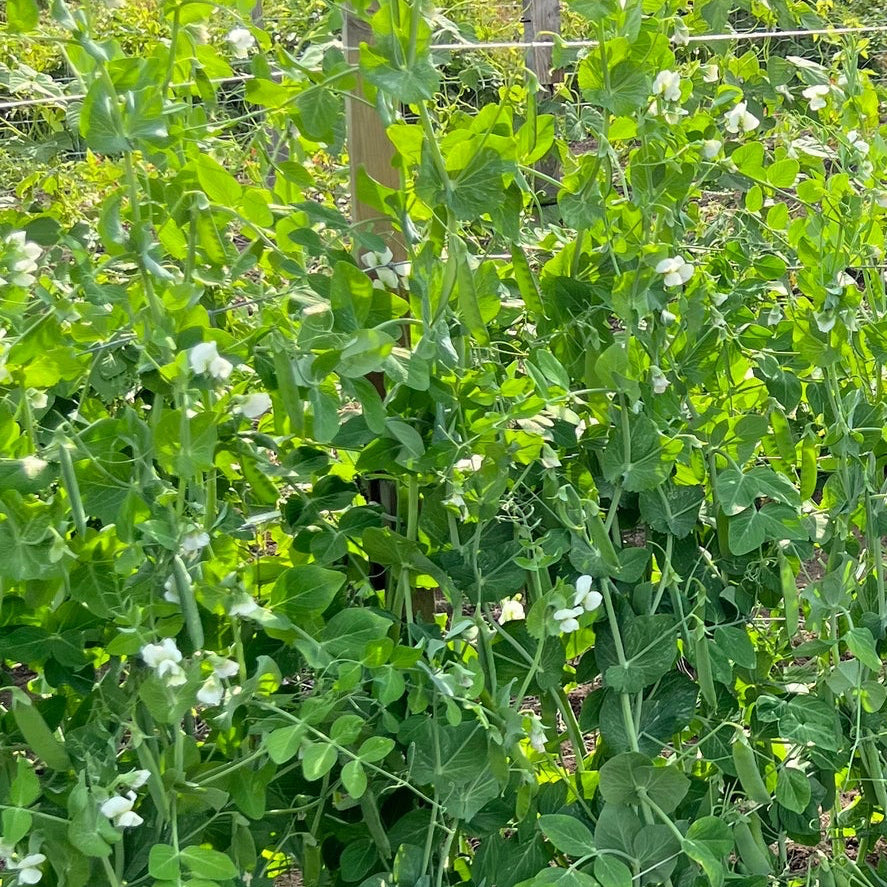 Alderman (Tall Telephone) Shelling Pea Seeds online shopping