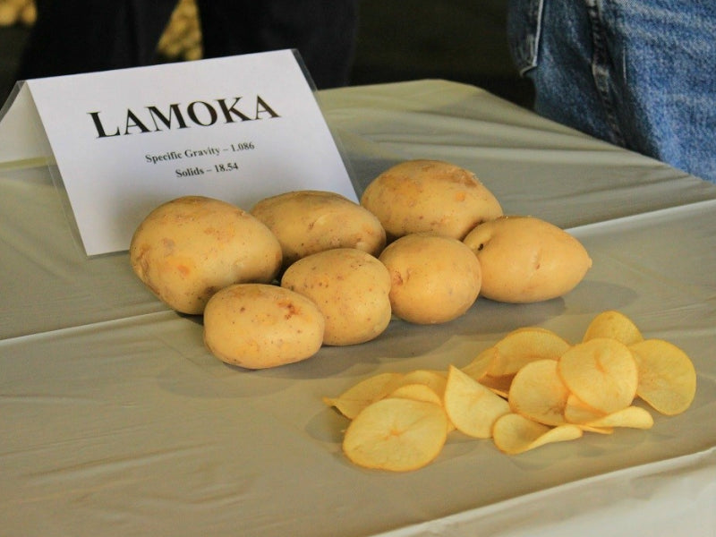 Lamoka Seed Potato online shopping