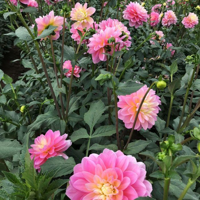 Gabbie’s Wish Dahlia