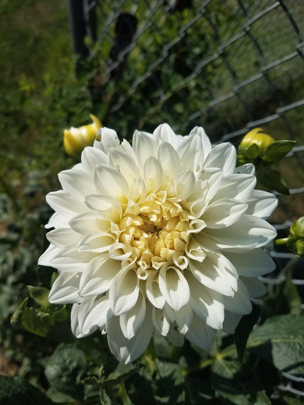 Center Court Dahlia