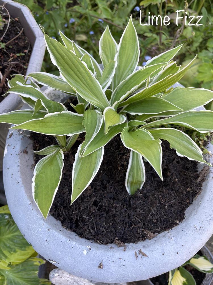 Lime Fizz Hosta