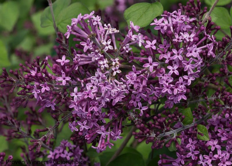 Bloomerang® Dark Purple Lilac Standard