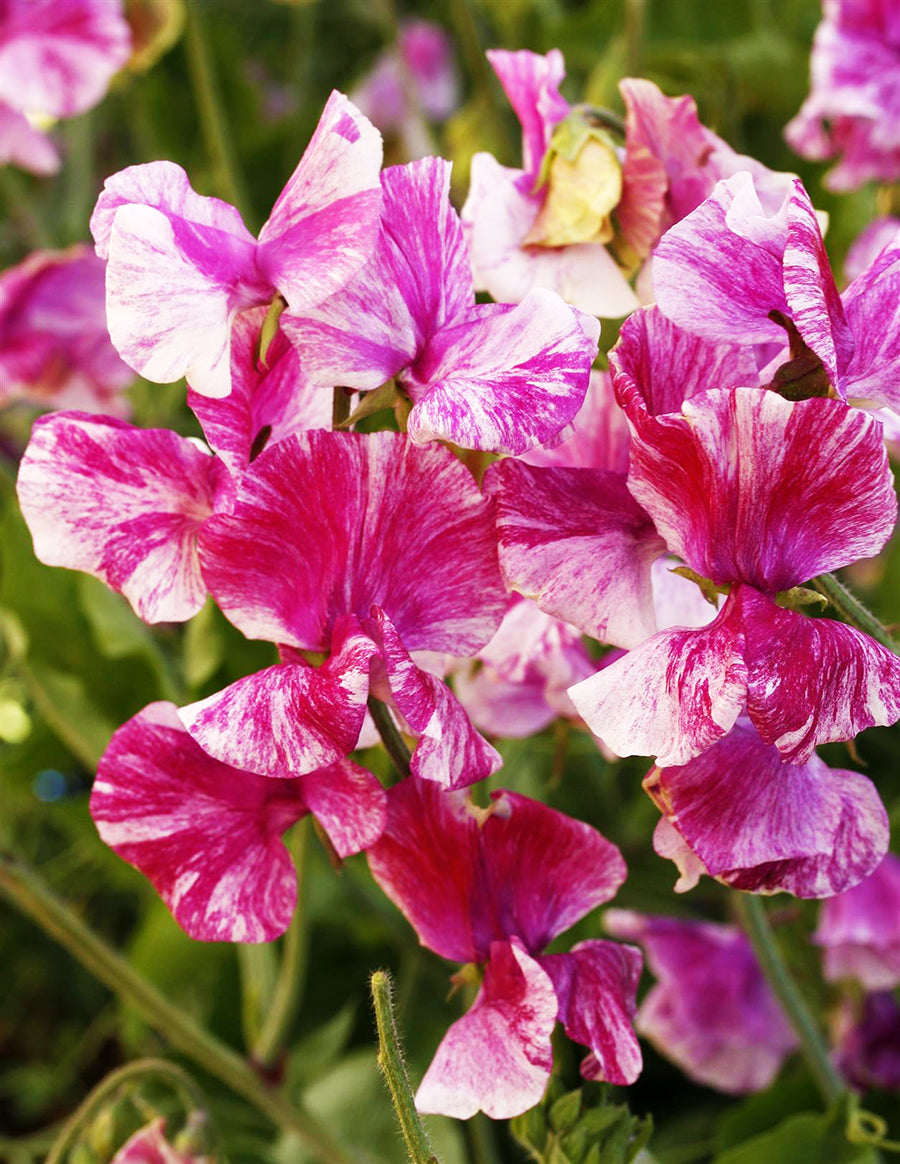 Pandemonium Sweet Pea seeds online shopping