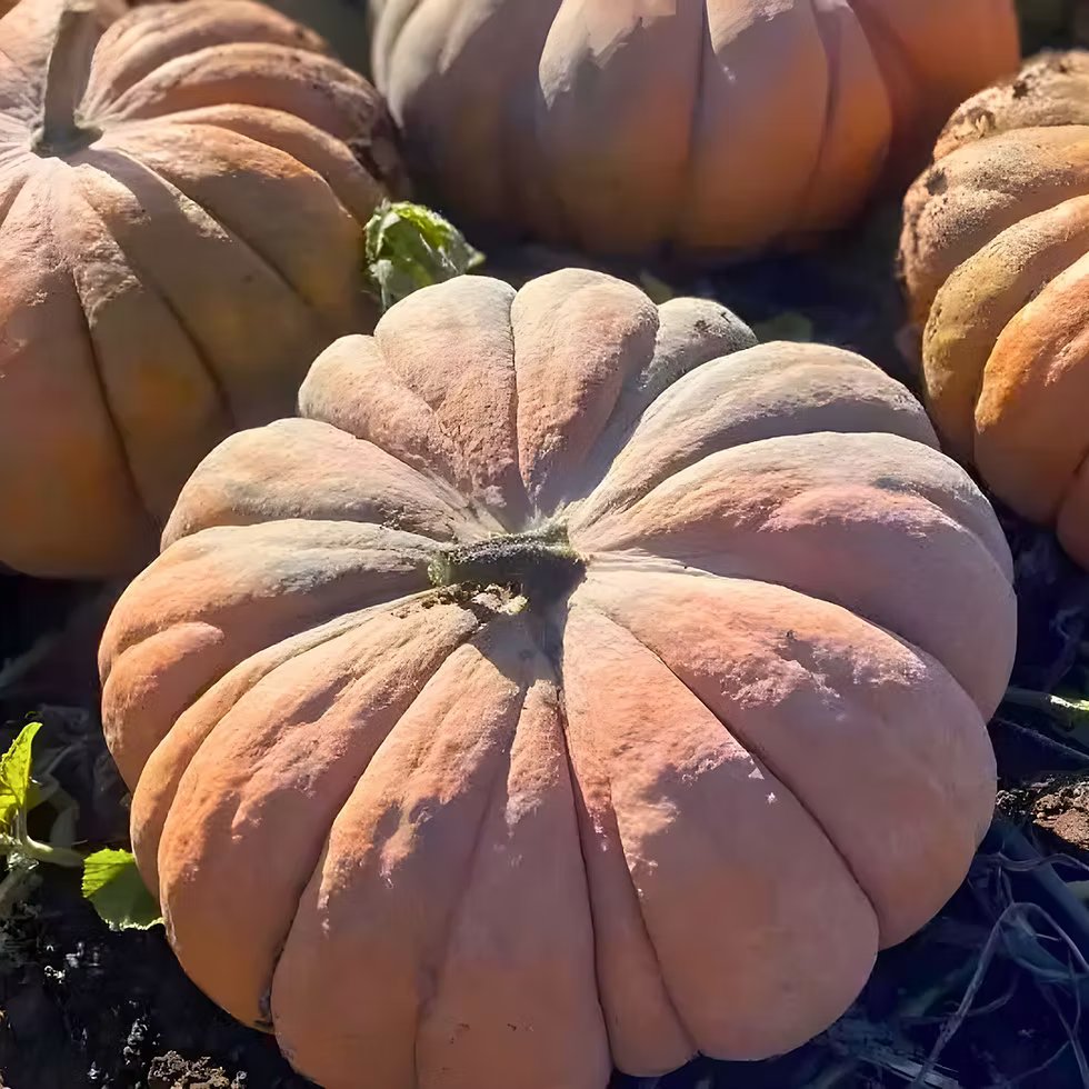 Spellcast F1 Pumpkin