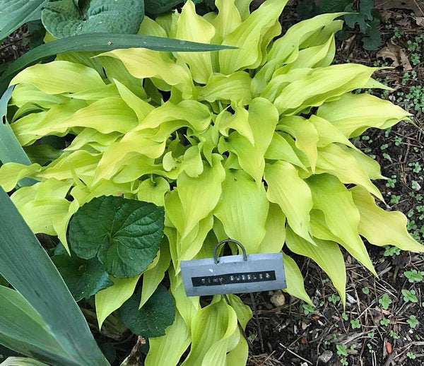 Tiny Bubbles Hosta Plants online shopping