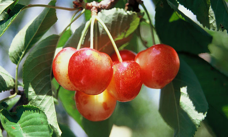 White Gold® Sweet Cherry