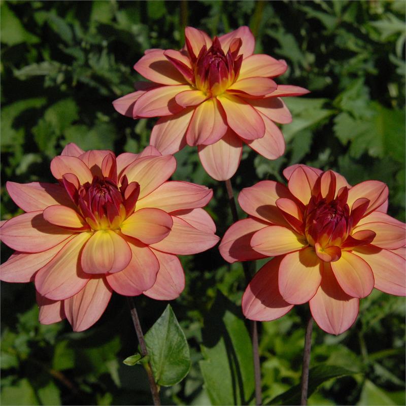 Rawhide Dahlia
