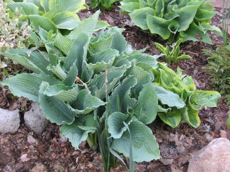 Queen Of The Seas Hosta Plants online shopping