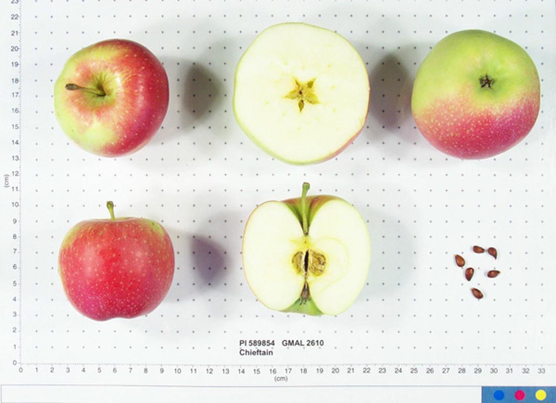 Chieftain Heirloom Apple