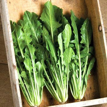 Italian Dandelion Chicory