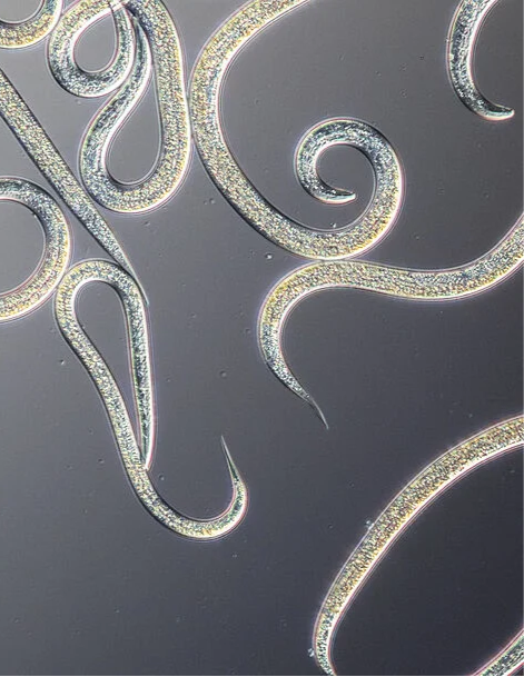 Scia Rid Beneficial Nematode