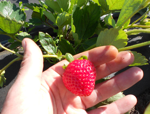 Cabrillo Day Neutral Strawberry