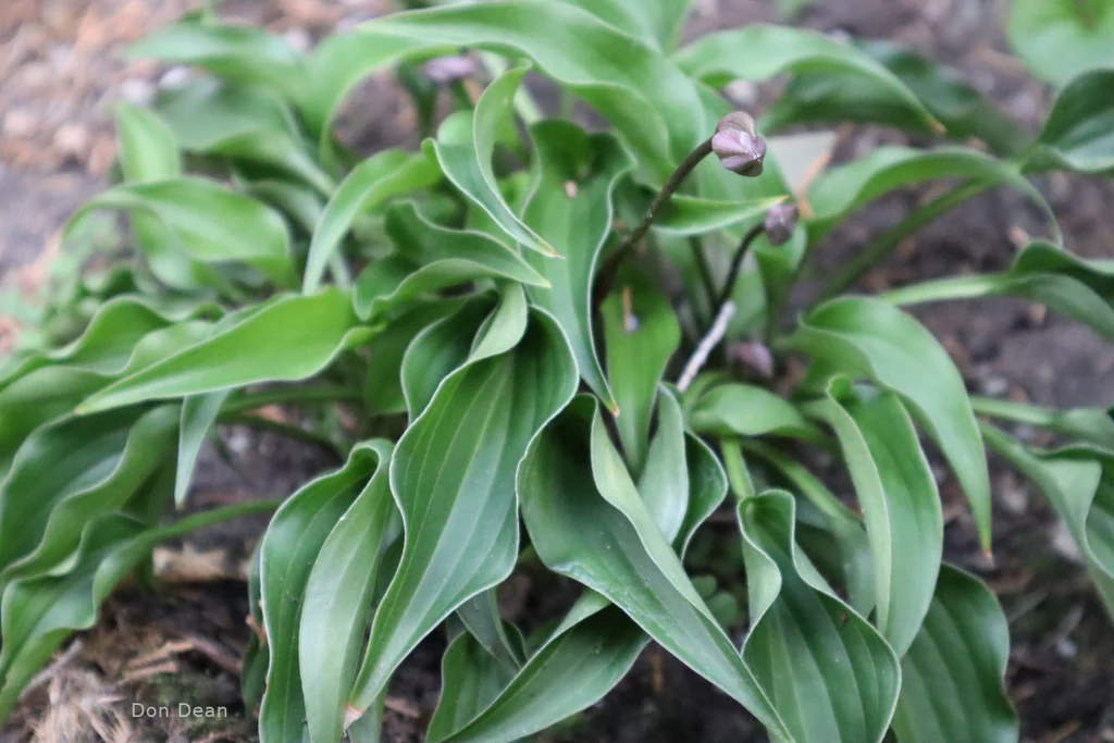 Li’l Ruffian Hosta