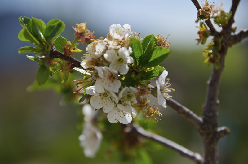 Surefire Sour Cherry