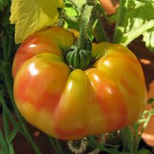 Old German Organic Tomato