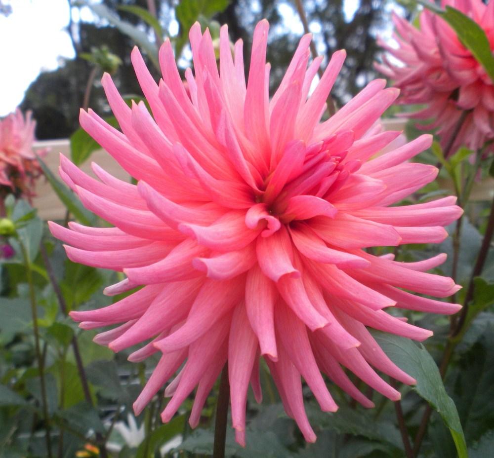 Tutti Frutti Dahlia