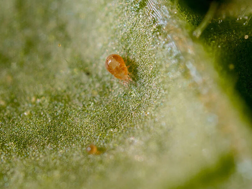 Spical Predatory Mite