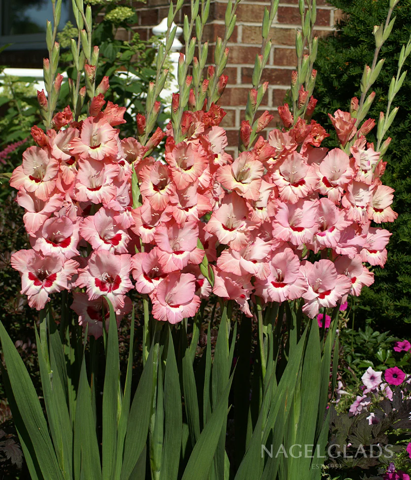 Wine & Roses Gladiolus Corms