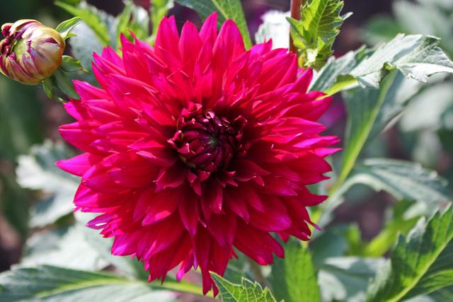 Imperial Wine Dahlia