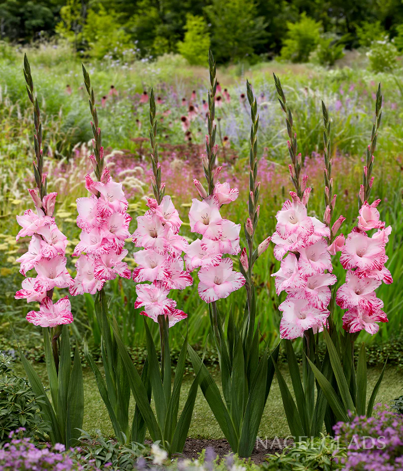 My Love Gladiolus Corms