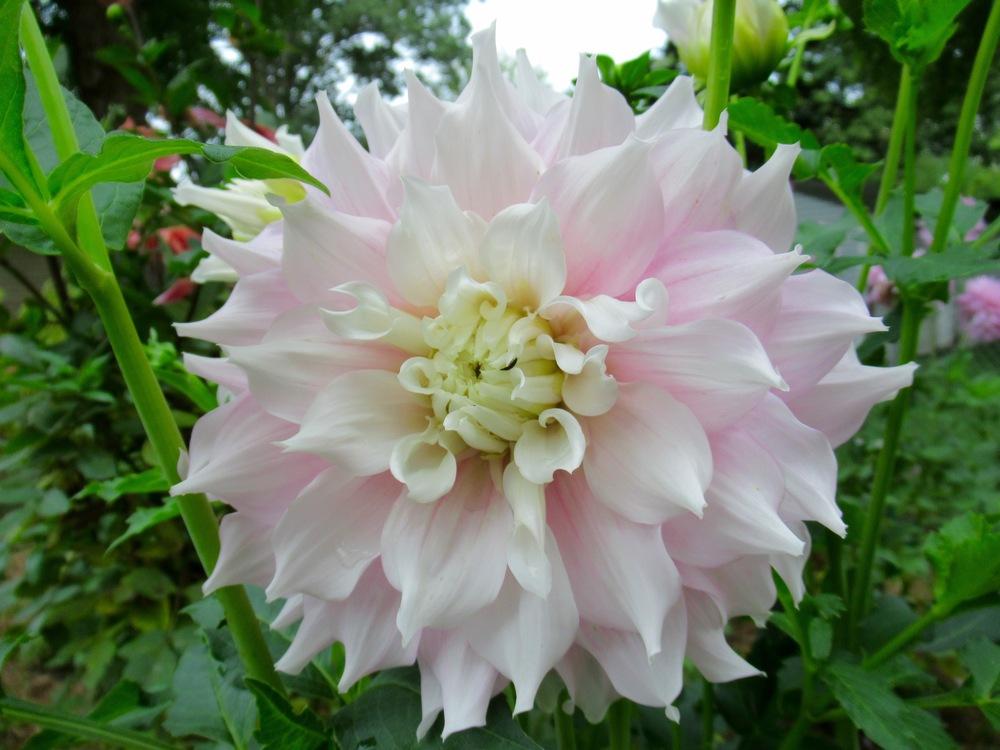 Gitts Perfection Dahlia