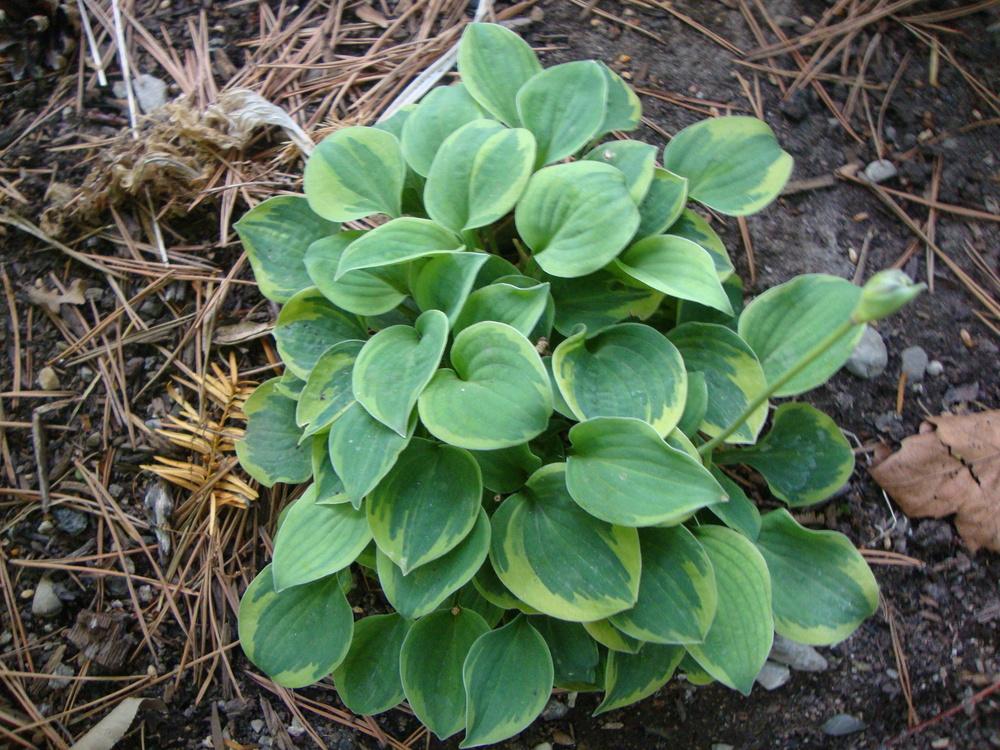 Cameo Hosta