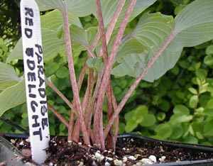 Paradise Red Delight Hosta Plants online shopping