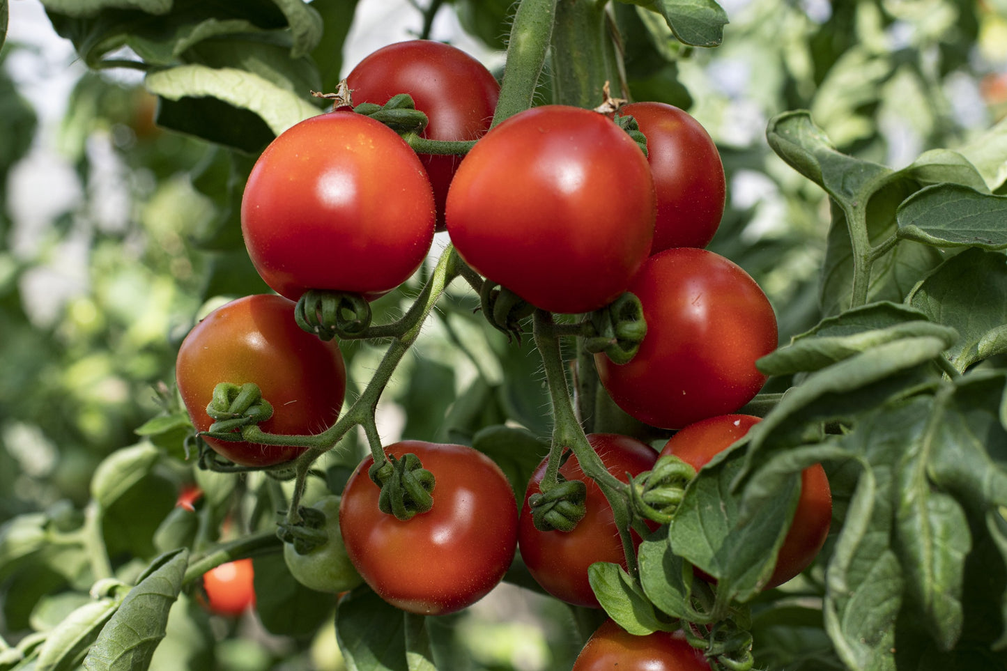 Principe Borghese Tomato