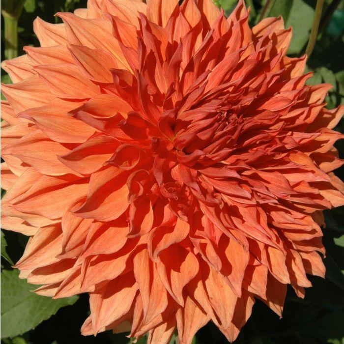Croydon Masterpiece Dahlia